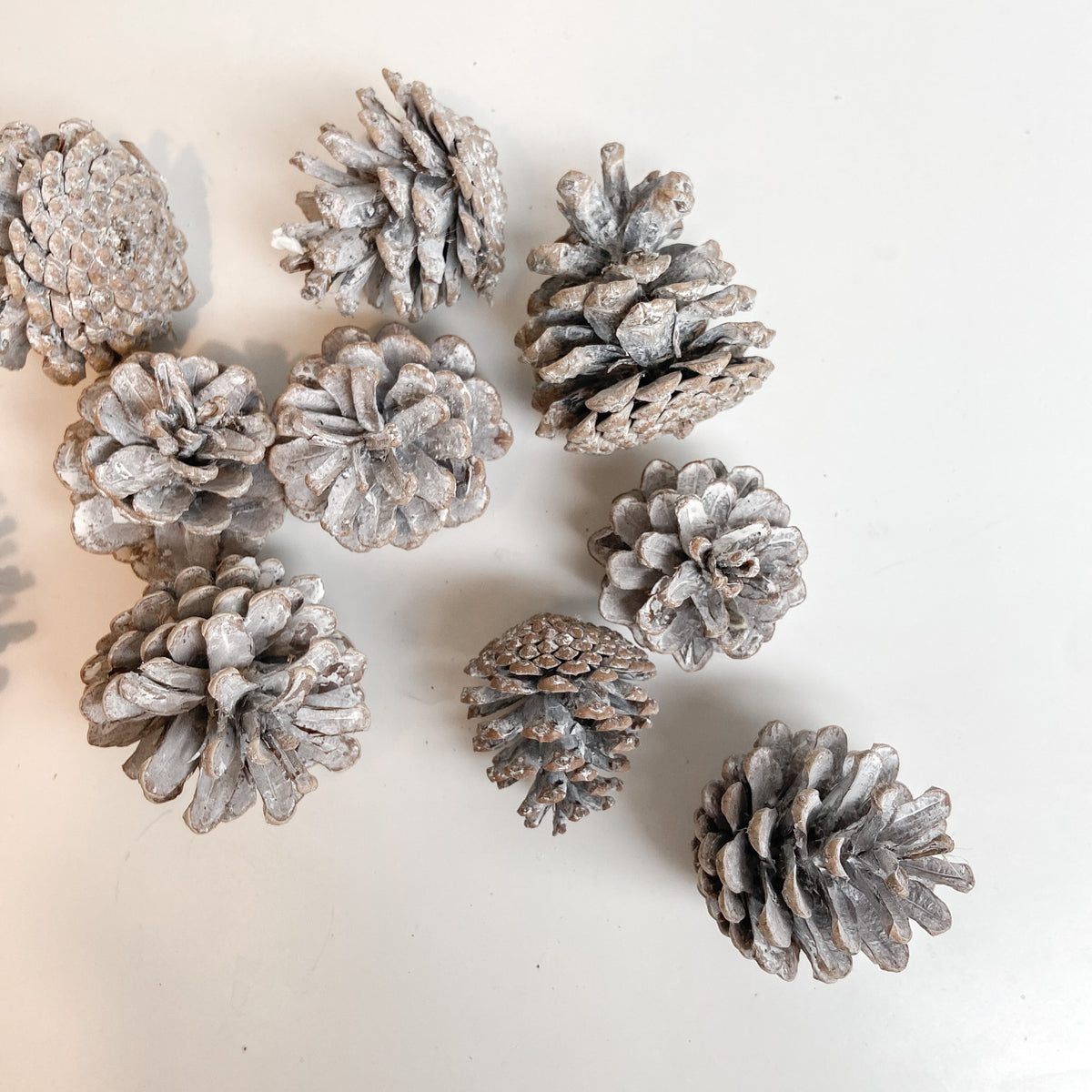 White-Washed Christmas Pine Cones - Pack of 10 – The Wedding of My Dreams